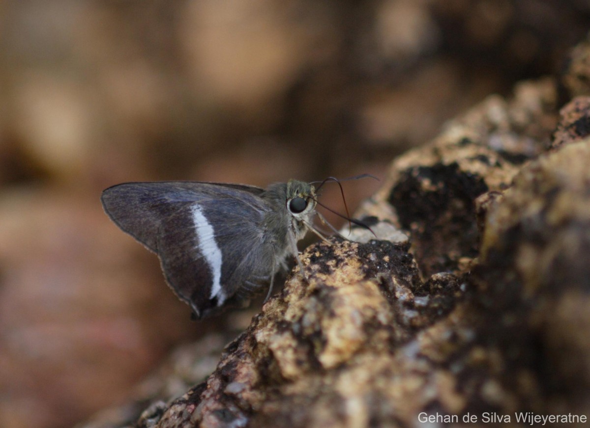 Hasora taminatus Hübner, 1818